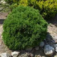 Туя Глобоза	 Thuja occ. 