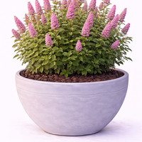 Спирея Дъгласова Spiraea douglasii