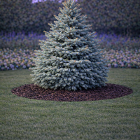 Смърч сребрист (пунгенс) Picea pungens