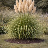 Кортадерия (пампасна трева) Cortaderia selloana