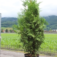 Туя ‘Brabant’ Thuja occidentalis ‘Brabant’