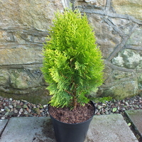 Туя ‘Aurea Nana’ Thuja occidentalis ‘Aurea Nana’