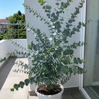 Евкалипт 'Eucalyptus spp.'