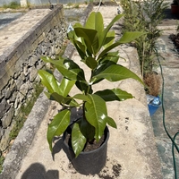 Магнолия ‘Magnolia grandiflora'