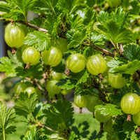 Френско грозде 'Ribes spp.'