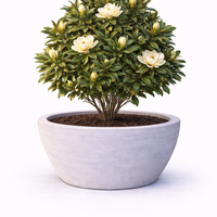 Магнолия ‘Little Gem’ Magnolia grandiflora ‘Little Gem’