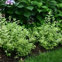 Дейция ‘Nikko’ Deutzia gracilis ‘Nikko’