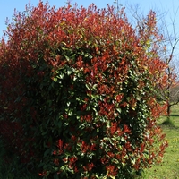 Фотиния	Photinia fraseri Red Robin