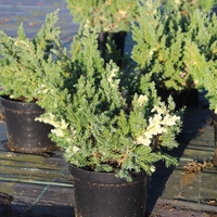 Хвойна сабина (пъстра) Juniperus sabina ‘Variegata’