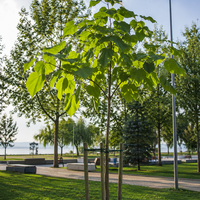 Пауловния ‘Paulownia tomentosa’