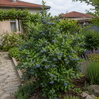 Американска боровинка  |  'Vaccinium corymbosum'