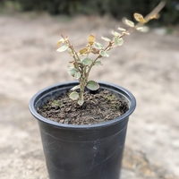 Евонимус Радиканс Euonymus radicans