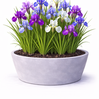 Ирис (перуника) Iris spp.