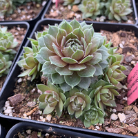 Дебелец (вечно живо) Sempervivum mix