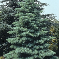 Едноцветна ела Abies concolor