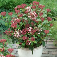 Калина ‘Tinus’ Viburnum tinus