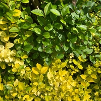 Лигуструм пъстролистен, шарен	Ligustrum ovalifolim aureoverigata