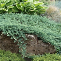 Хвойна хоризонтална ‘Wiltonii’ Juniperus horizontalis ‘Wiltonii’