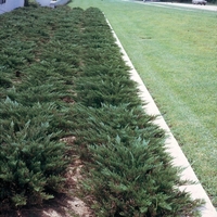 Хвойна сабина Juniperus sabina