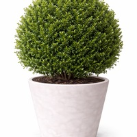 Чемшир (обикновен) Buxus sempervirens