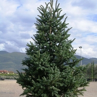 Испанска ела ‘Glauca’ Abies pinsapo ‘Glauca’