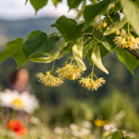 Липа	Tilia cordata