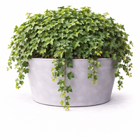 Бръшлян Hedera helix