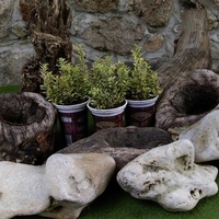 Евонимус японски пъстролистен Euonymus japonicus