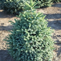 Испанска ела ‘Glauca’ Abies pinsapo ‘Glauca’