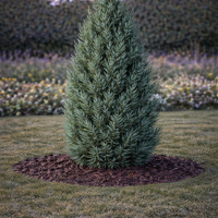 Хвойна китайска ‘Stricta’ Juniperus chinensis ‘Stricta’
