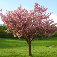 Японска вишна ‘Kanzan’ Prunus serrulata ‘Kanzan’