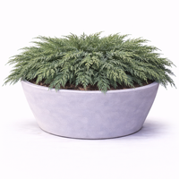 Хвойна сабина Juniperus sabina