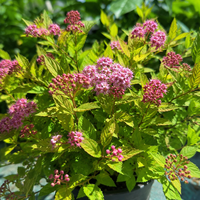 Спирея ‘Little Princess’ Spiraea japonica ‘Little Princess’