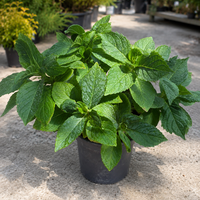 Хортензия | 'Hydrangea hortensis'