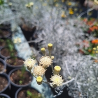 Сребриста цинерария 'Senecio cineraria'