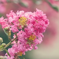 Лагерстремия индийска Lagerstroemia indica
