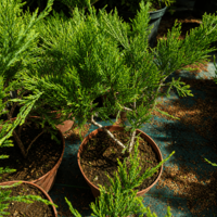 Хвойна Сабина 'Juniperus sabina'