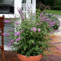 Будлея ‘Black Knight’ Buddleja davidii ‘Black Knight’