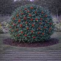 Джел ‘Blue Angel’ Ilex × meserveae ‘Blue Angel’