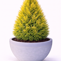 Туя източна ‘Pyramidalis Aurea’ Thuja orientalis ‘Pyramidalis Aurea’