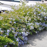 Пломбаго (син жасмин) Plumbago auriculata