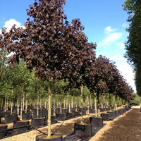 Норвежки клен ‘Royal Red’ Acer platanoides ‘Royal Red’