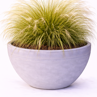 Стипа ‘Pony Tails’ Stipa tenuissima ‘Pony Tails’