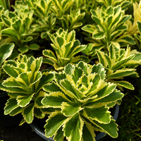 Седум 'Sedum spp.'