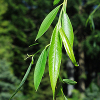 Плачеща върба Salix babylonica