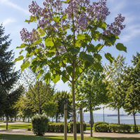 Пауловния ‘Paulownia tomentosa’