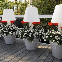 Анемония (коронария) Anemone coronaria