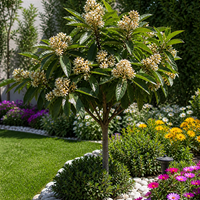 Японска Мушмула 'Eriobotrya japonica'