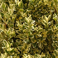 Лигуструм пъстролистен, шарен	Ligustrum ovalifolim aureoverigata