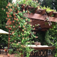 Орлов нокът катерлив Lonicera caprifolium